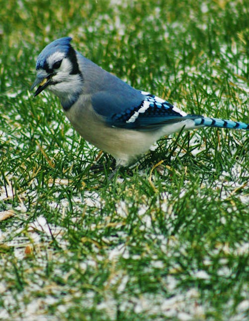 Gratis Pájaro Azul Y Blanco Sobre La Hierba Verde Foto de stock