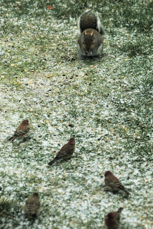 Free A Squirrel Looking On Brown and Gray Birds on Green Grass Stock Photo