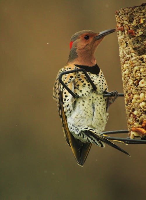 Pájaro Marrón Y Negro En Palo De Madera Marrón