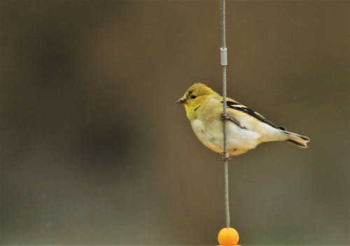 Foto d'estoc gratuïta de american goldfinch, animal, au