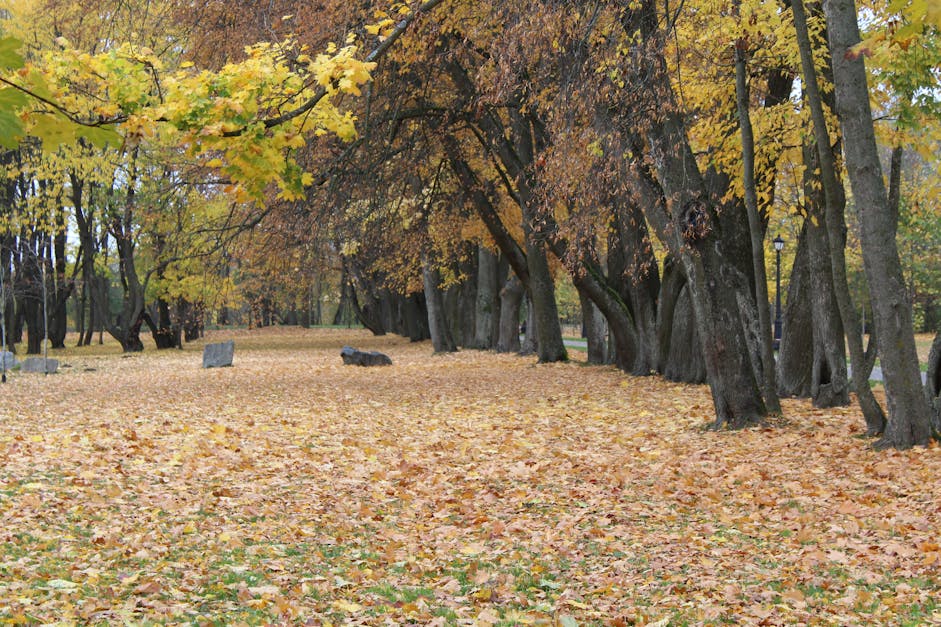 Free stock photo of Лошица, Минск, Осень