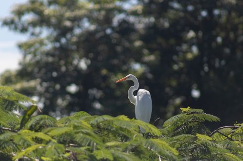Free Great egret perched gracefully among lush greenery in Angra dos Reis, Brazil. Stock Photo