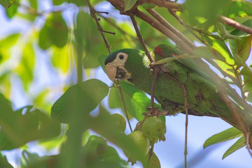 無料 茶色の木の枝に緑と青の鳥 写真素材
