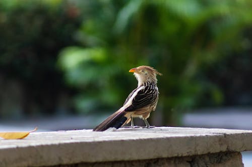 A Little Bird on White Concrete Fence