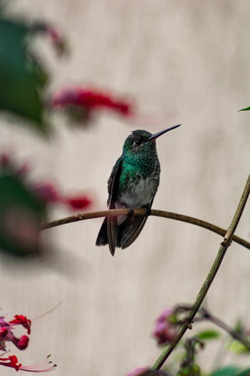 Foto d'estoc gratuïta de colibrí, fotografia d'aus, maragda de gola brillant