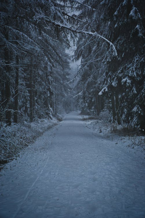 Bezpłatne Pokryta śniegiem Droga Między Drzewami Zdjęcie z galerii