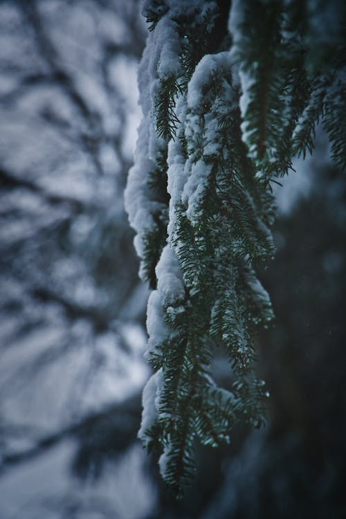 Close-Up Photo of White Snow on Conifer Leaves