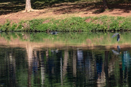 Imagine de stoc gratuită din efect de oglindă, fotografie cu natură, frumusețea naturii