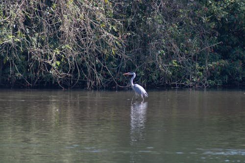 Free stock photo of beauty of nature, bird, bird watching