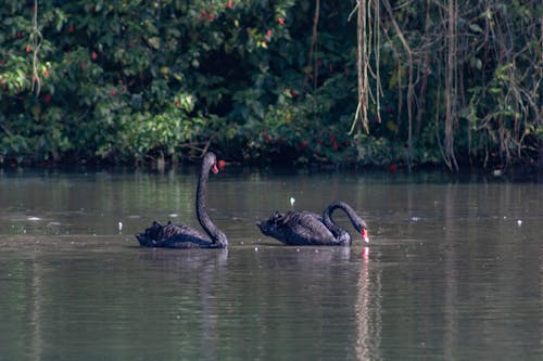 Imagine de stoc gratuită din efect de oglindă, fotografie cu natură, frumusețea naturii