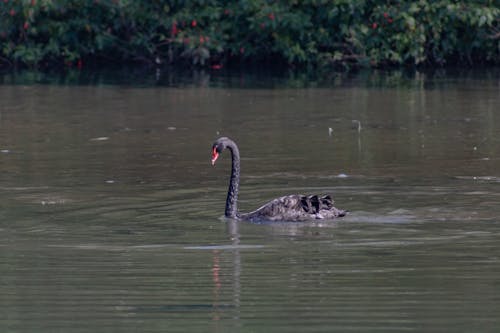 Free stock photo of beauty of nature, bird, bird watching