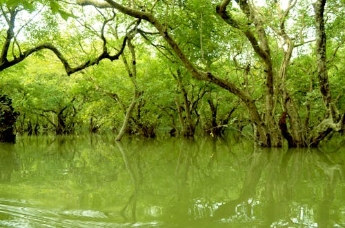 Free stock photo of bangladesh, green trees with water, swamp forest Stock Photo