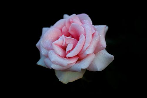 Free A vibrant pink rose with dew droplets, captured close-up against a dark background, highlighting its delicate beauty. Stock Photo