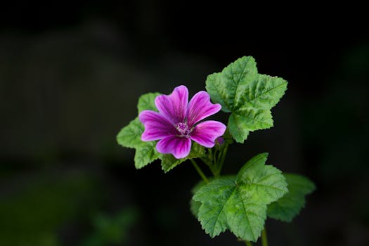 Close-up of a vibrant purple flower with lush green leaves against a dark background, showcasing nature's beauty.