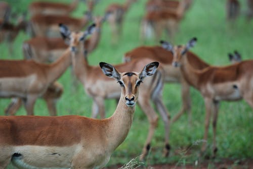Δωρεάν στοκ φωτογραφιών με impala, αγέλη, άγρια ζώα