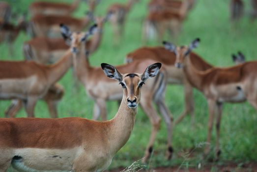 A herd of impalas grazing peacefully in Kruger National Park, South Africa.