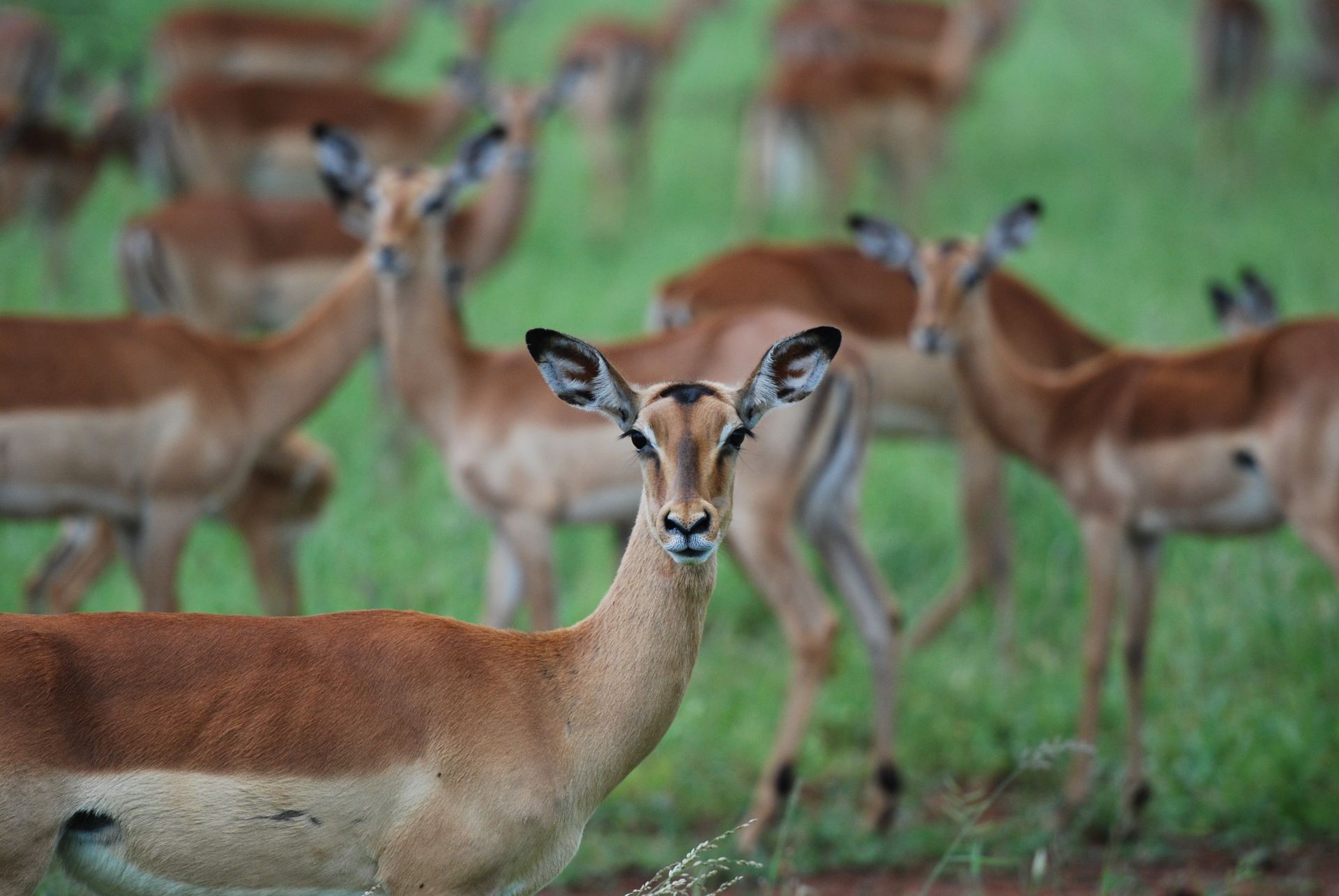 A herd of impalas grazing peacefully in Kruger National Park, South Africa.