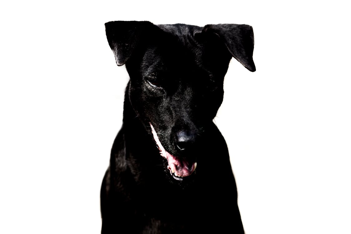 Free stock photo of black, devil, dog Stock Photo
