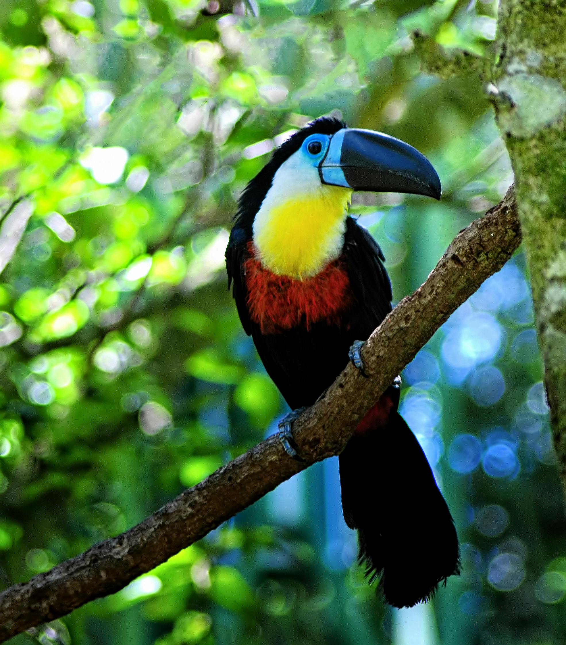 カラフルな鳥 南アフリカ 野鳥の無料の写真素材