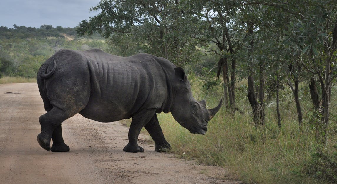 Free stock photo of endangered species, rhinoceros, safari