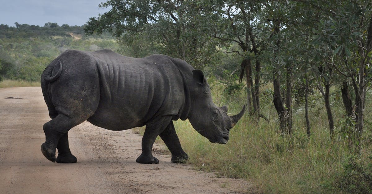Free stock photo of endangered species, rhinoceros, safari