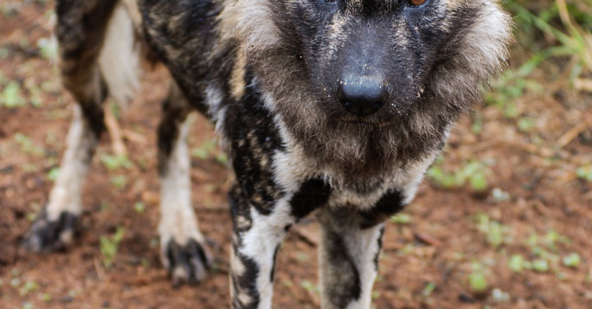 Free stock photo of african wild dog, endangered species, safari