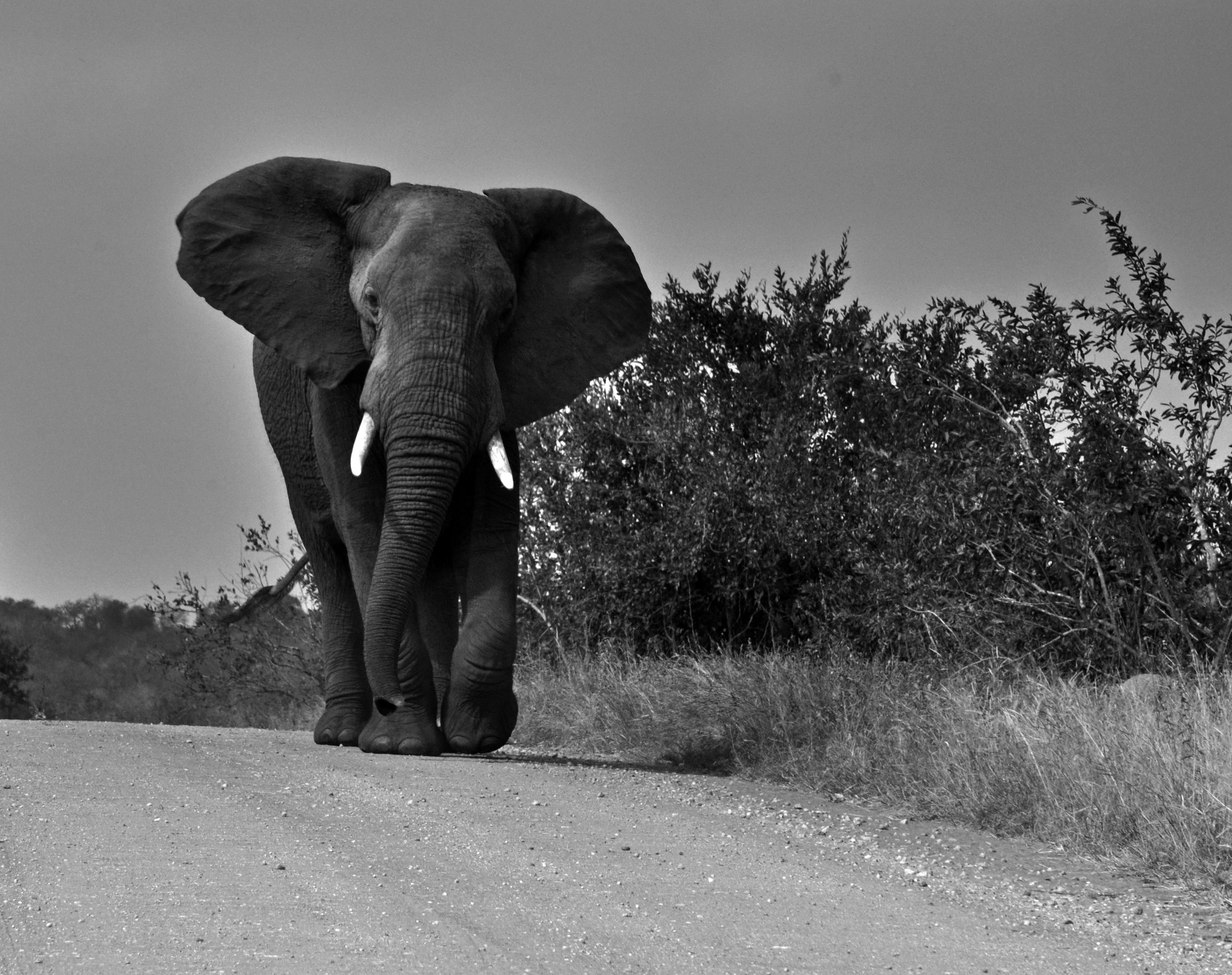 Free stock photo of elephant, elephant in black and white, wild