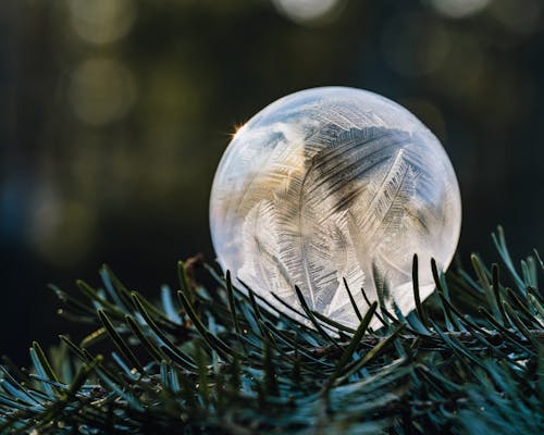 Frozen ball on fir tree twig in forest