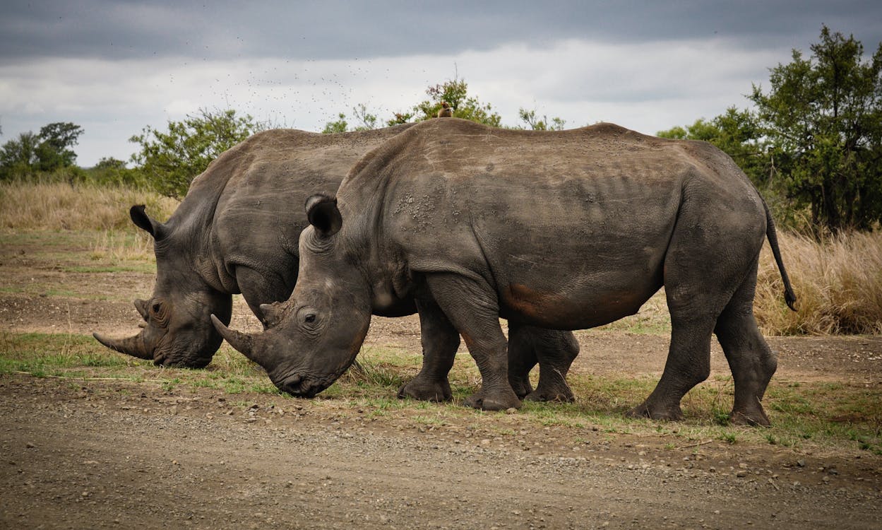 Free Two Rhino on Gray Field Stock Photo