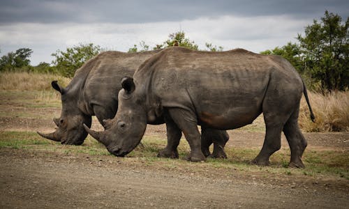 Deux Rhinocéros Sur Fond Gris