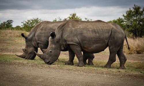 80,000+ Best Wild Animals Photos · 100% Free Download · Pexels Stock Photos