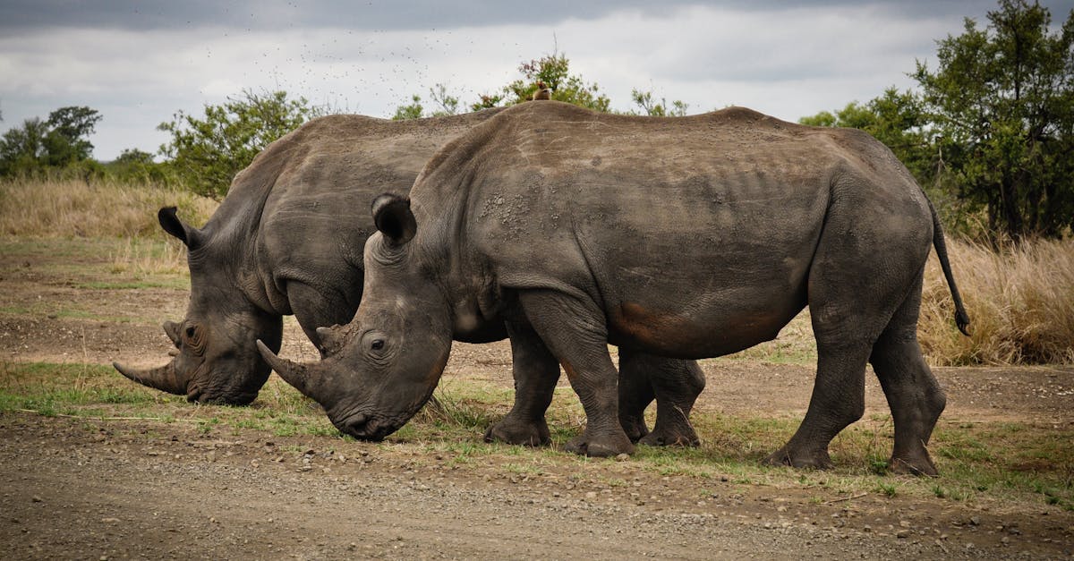 Two Rhino on Gray Field