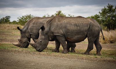 White Rhino