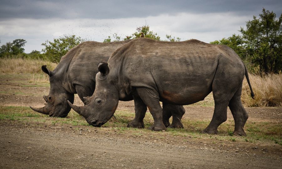 Tailor-Made Safari Itineraries Luxury Serengeti safari