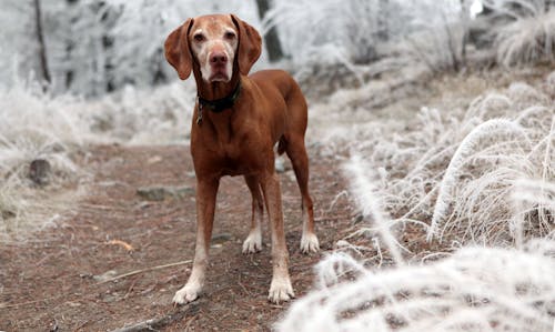 Fotografi Lapangan Kedalaman Anjing Coklat Dekat Rumput Putih
