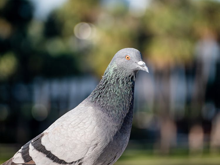 Close-up Photo Of A Homing Pigeon