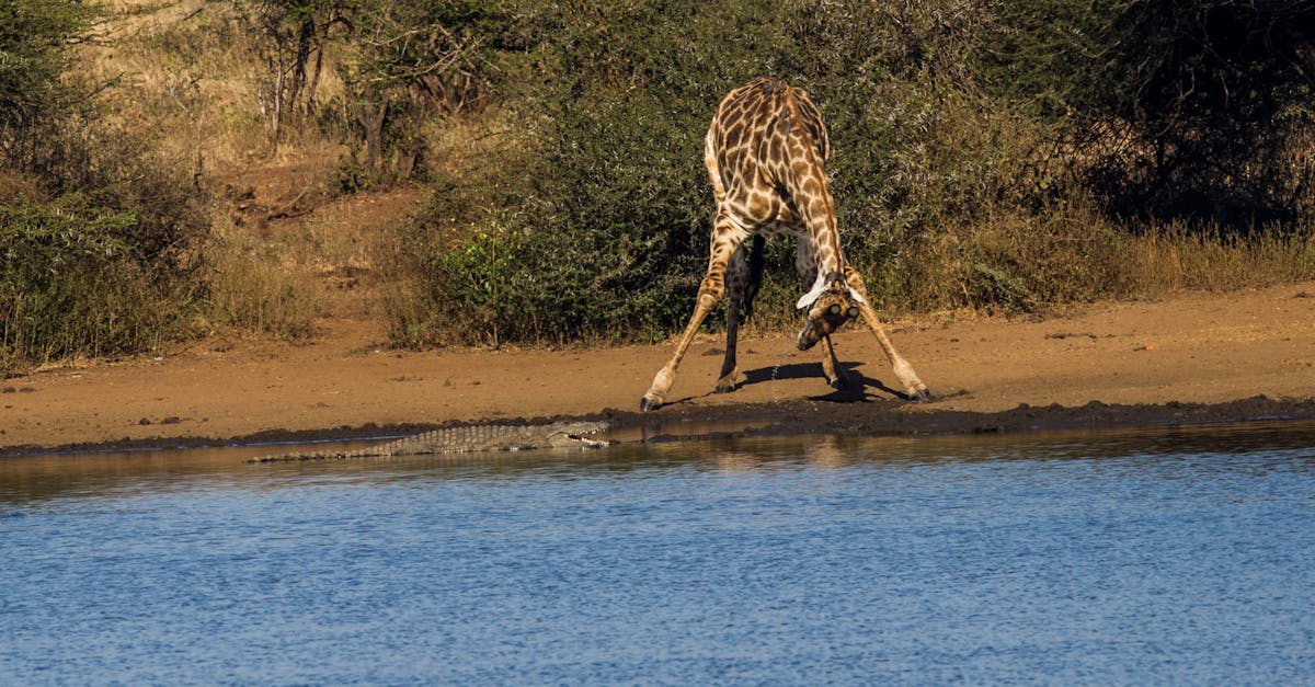 Free stock photo of drinking animal, giraffe, thirsty animal