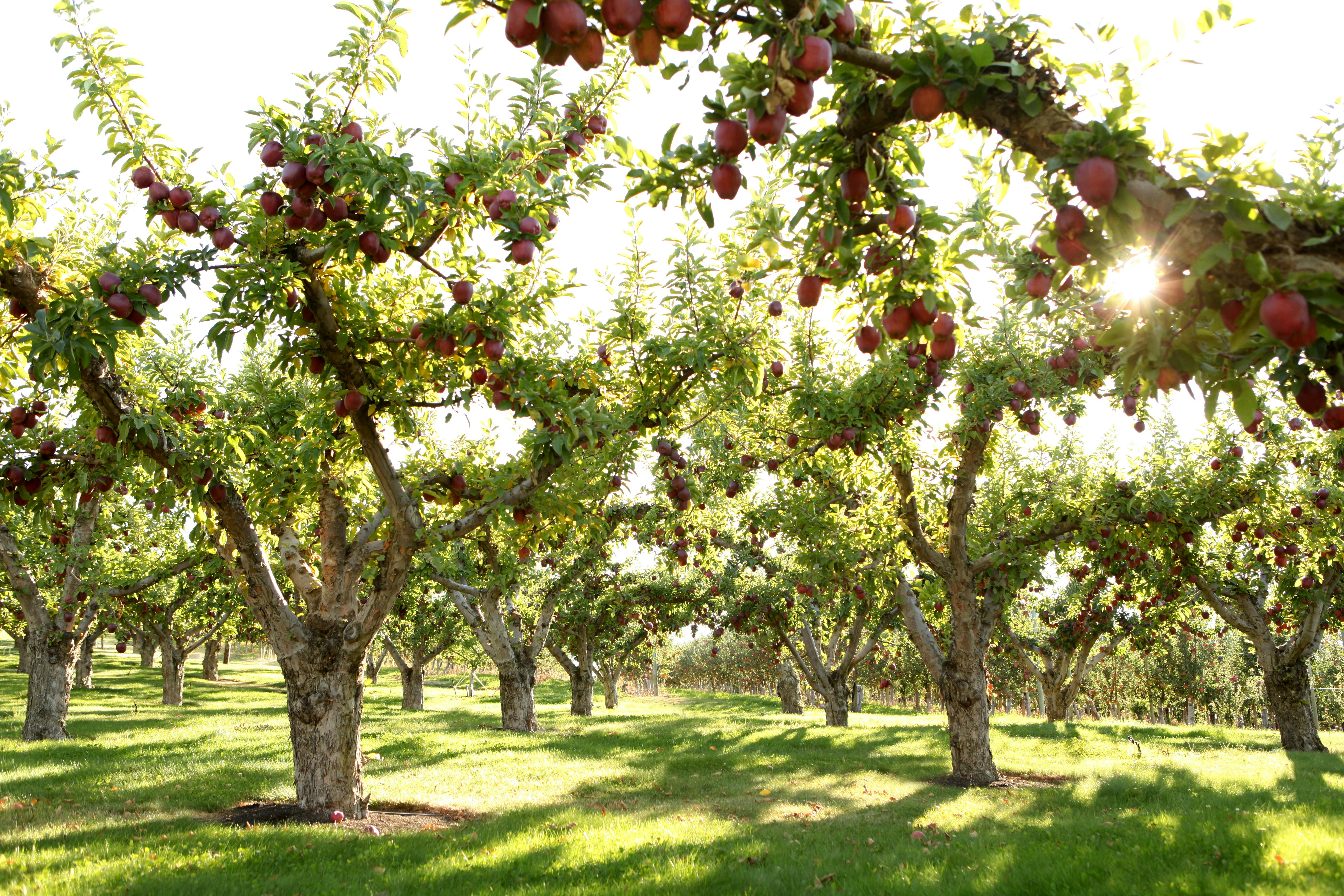 free for apple instal Farming 2020
