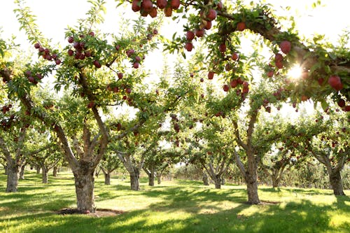 Foto stok gratis apel, bidang, cahaya matahari