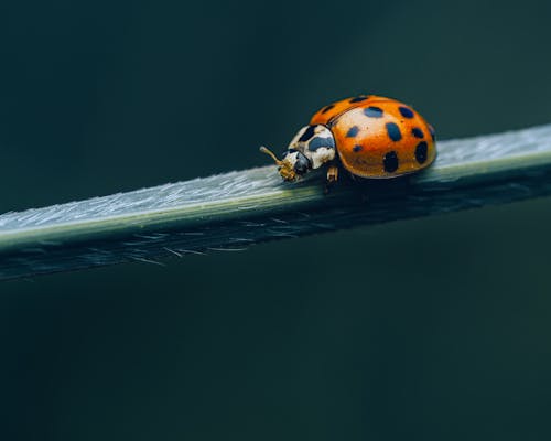 Harmonia axyridis ladybug on green leaf