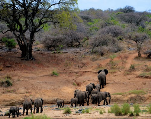 бесплатная Слоны на коричневой горе Стоковое фото