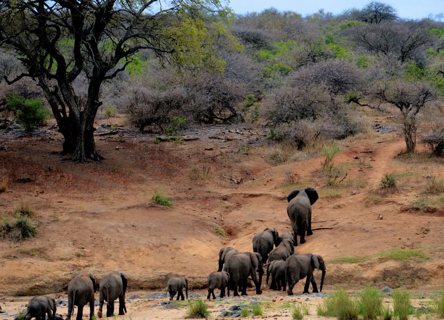 Kruger National Park, South Africa — streets and everyday scenes · stay connected with a Kruger National Park eSIM from My Holiday SIM