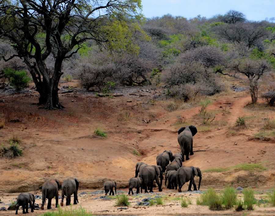 Tailor-Made Safari Itineraries Great Migration safari