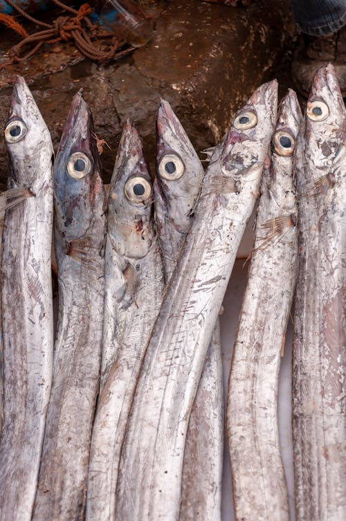 Immagine gratuita di acqua, animale, autentico