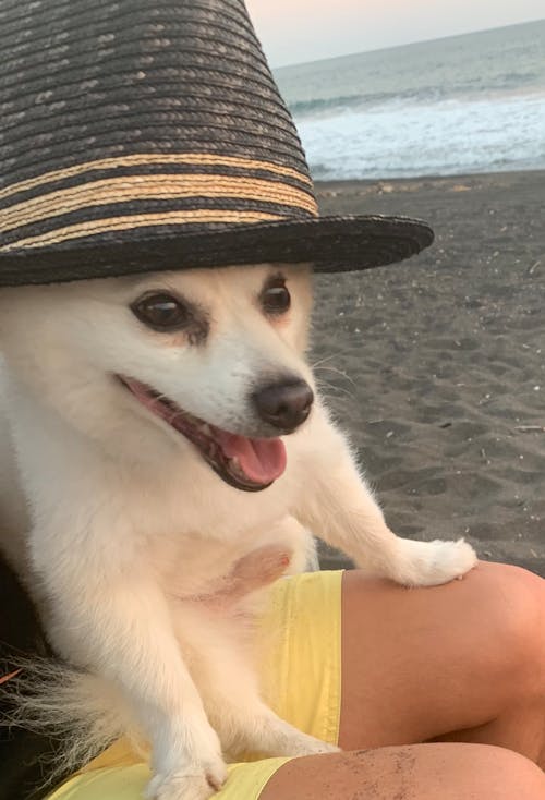 Foto profissional grátis de cachorro, cão branco, chapéu