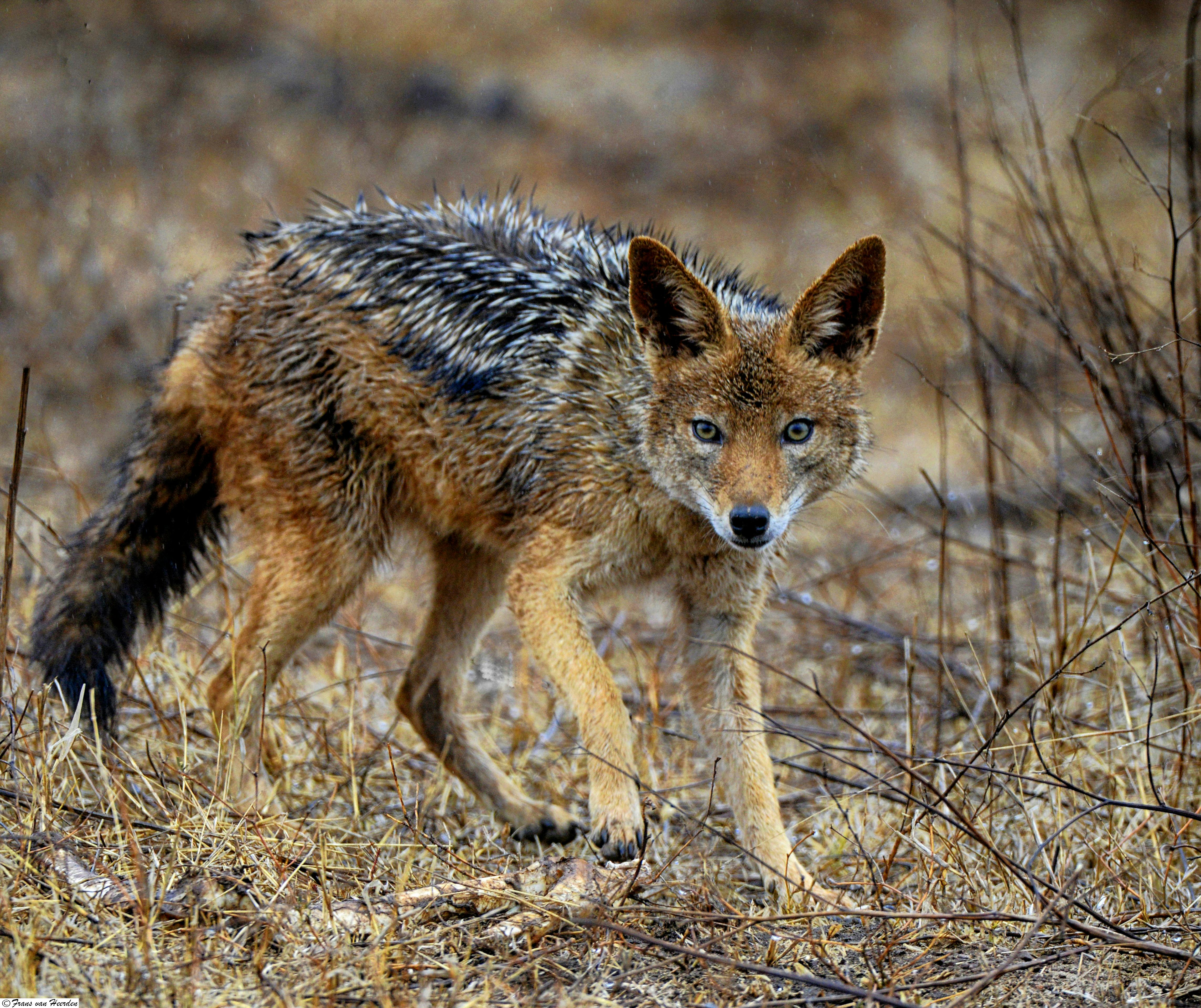 Free stock photo of fox, south africa, wild