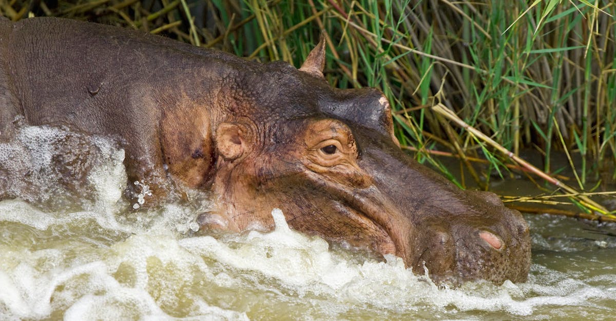 Free stock photo of hippopotamus, safari, wild