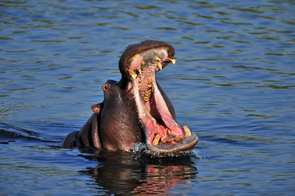 Free stock photo of hippopotamus, mouth, wild