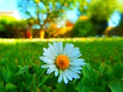 阳光明媚的花园里，盛开的雏菊特写镜头捕捉到了鲜艳的色彩和宁静的自然