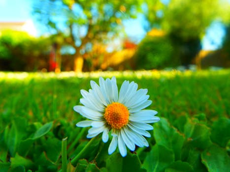 阳光明媚的花园里，盛开的雏菊特写镜头捕捉到了鲜艳的色彩和宁静的自然